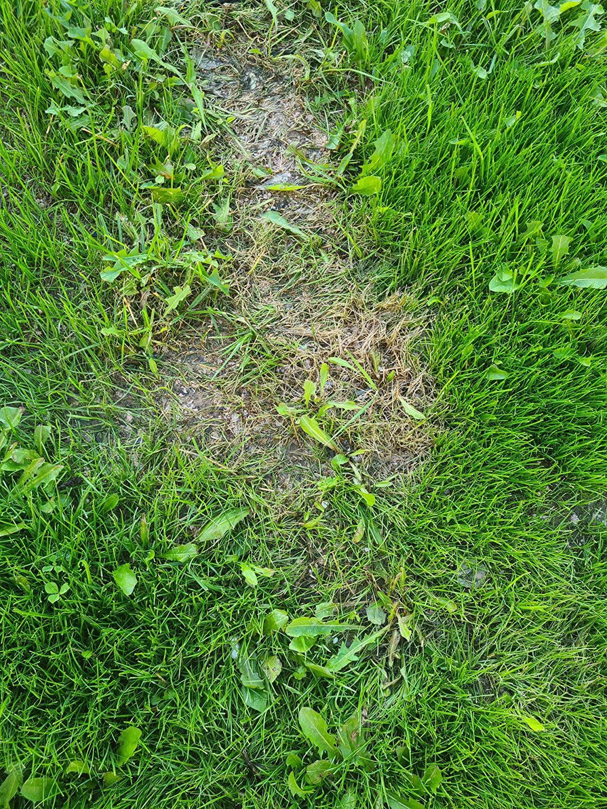 Gleichmäßiges Korn