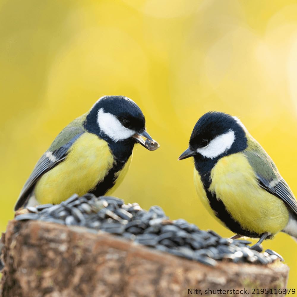agrarshop-vogelfutter-gestreifte-sonnenblumenkerne-20-kg-ganzjahres image 5